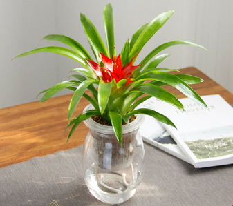 揭秘奉化植物租摆设计，点亮室内外绿世界><div class=